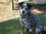 Dogs Queensland healer
